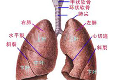 引发矽肺的原因是什么